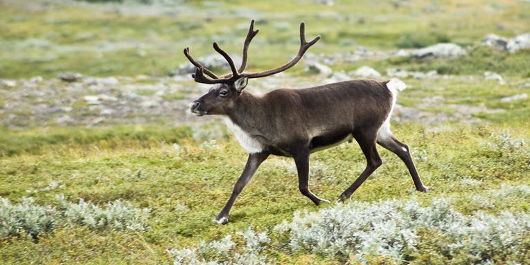 Fewer Reindeer, More Wildfires: Welcome To The Arctic In 2013