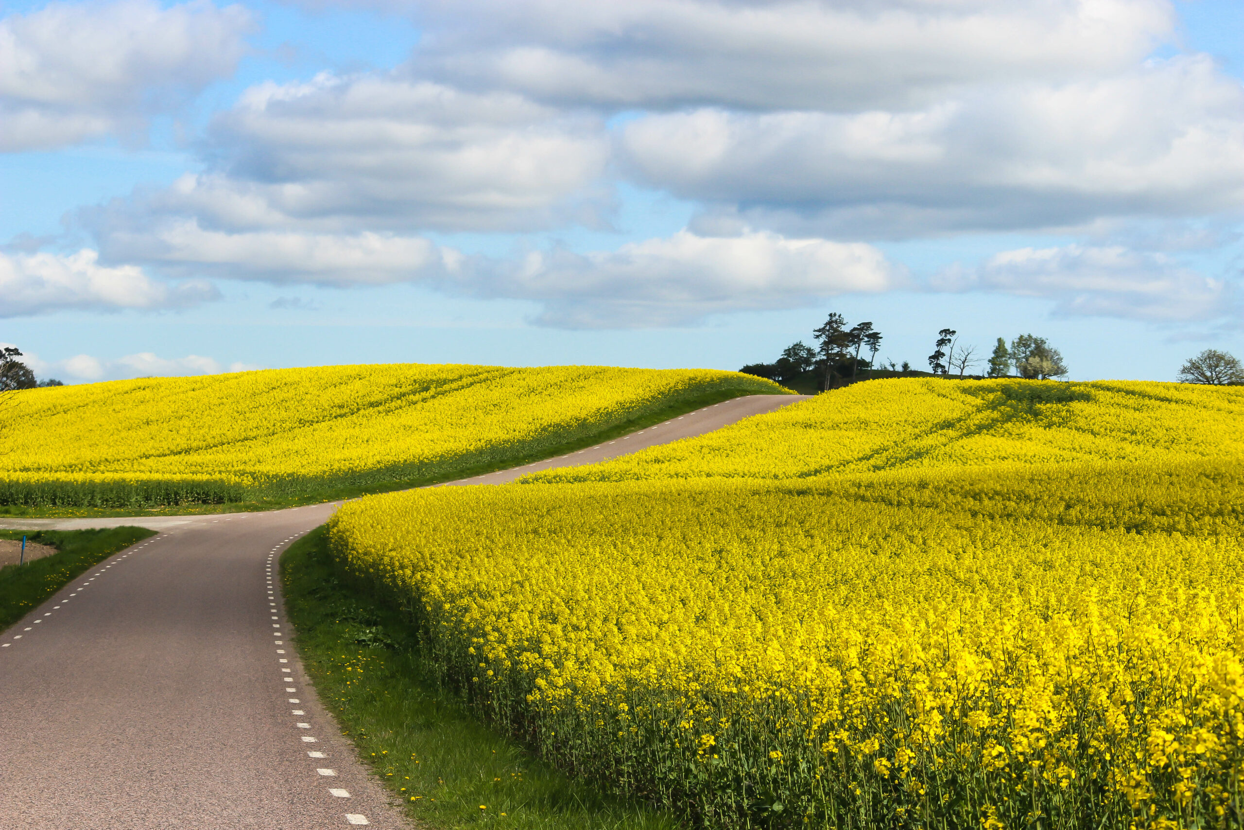 Plants Could Pave The Way For Greener Roads