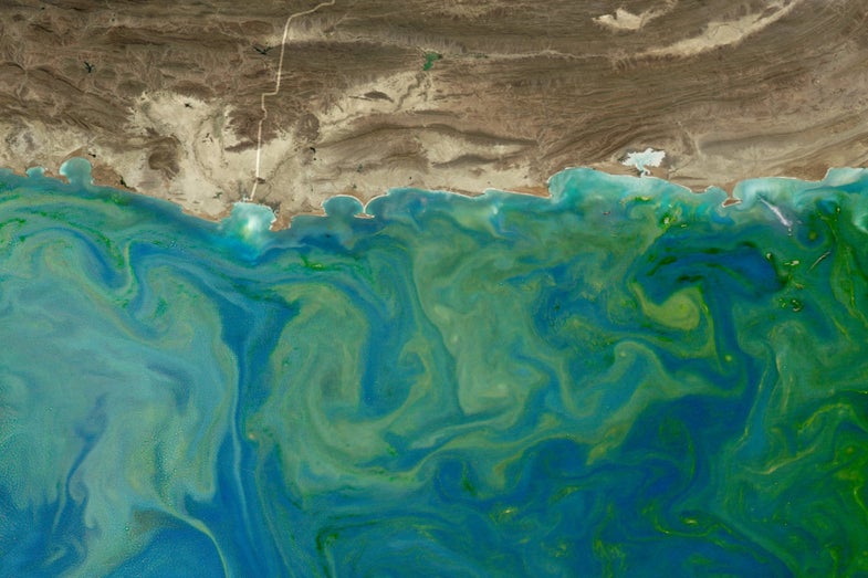Big Pic: A Texas-Sized Algae Bloom