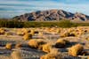 The White House notes that the land in the new Mojave Trails National Monument is also an important focus of <a href="http://www.nps.gov/moja/learn/nature/researchneeds.htm">research</a>. The Mojave National Preserve provides a unique setting to study how things like man-made roads and paths create barriers for the local animal population, and how climate change is affecting habitats.