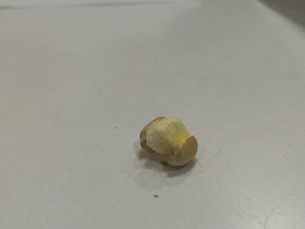 An air popped half-popped popcorn kernel