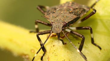 In Defense Of The Stink Bug