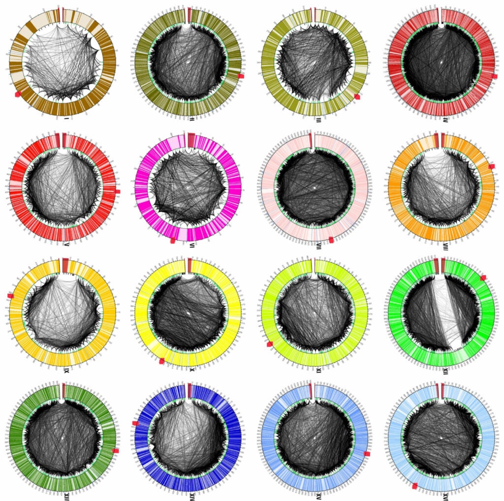 The intra-chromosomal interactions of all 16 chromosomes of S. cerevisiae, with chromosome I in the upper left and chromosome XVI in lower right. Note how XII is different than all of the others.