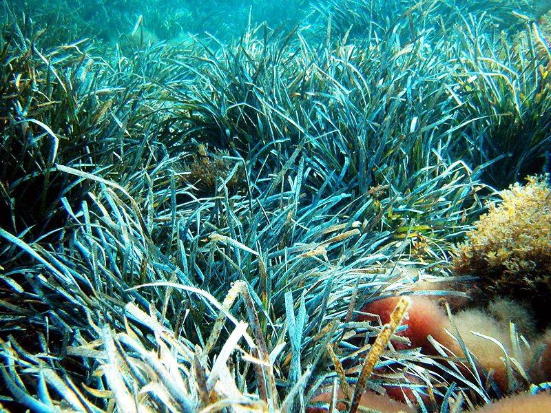 200,000-Year-Old Patch of Seagrass Is the World’s Oldest Living Organism