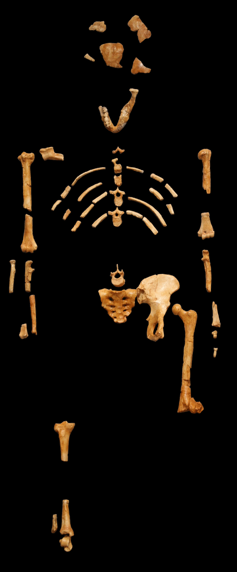 Undoubtedly one of the most famous fossils of all time, "Lucy" is an <em>Australopithecus afarensis who was discovered by Donald Johanson in 1974. Named after the Beatles song "Lucy in the Sky with Diamonds", this specimen is the most complete pre-_Homo</em> hominid fossil ever found.
