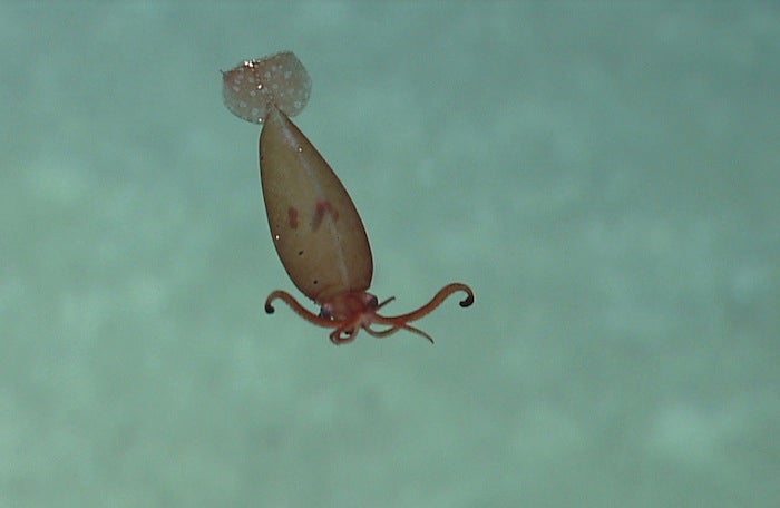Deep-Sea Squid