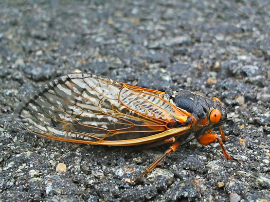 To Build Better Sonar, U.S. Navy Turns To Cicadas