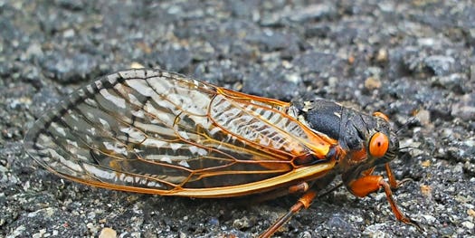 To Build Better Sonar, U.S. Navy Turns To Cicadas