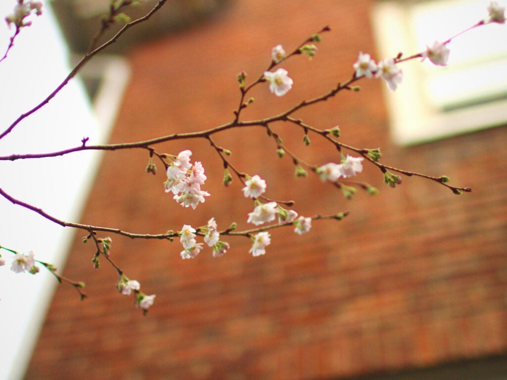 a blooming cherry tree branch with a brick house in the background