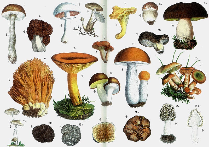 mushroom illustrations