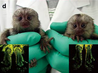 First Transgenic Primate Group Glows and Grows