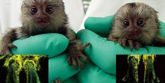 First Transgenic Primate Group Glows and Grows
