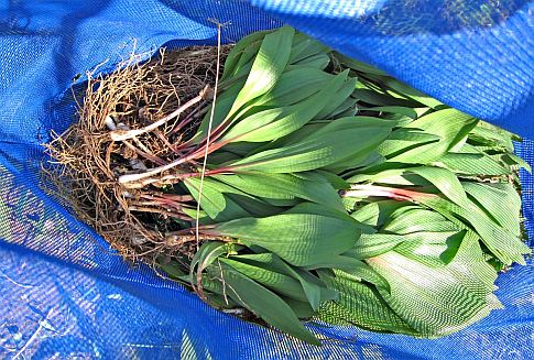Fresh ramps pulled out of the ground, on a blue tarp.