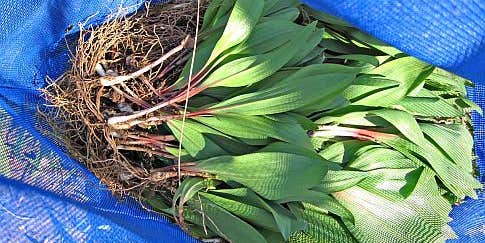 Ramps, a wild harvest