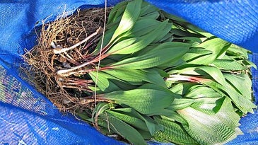 Ramps, a Wild Harvest