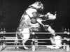 old video footage of cats wearing boxing gloves, fighting