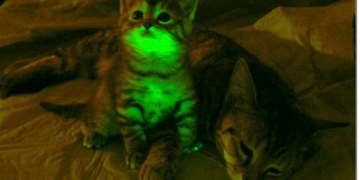 Glow-In-The-Dark Cats Could Provide Answers About AIDS