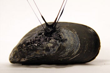 Stretchy, Sticky Mussel Fibers Inspire New Types of Tough Waterproof Adhesives
