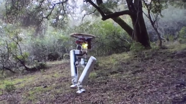 New Bipedal Robot Is All Legs