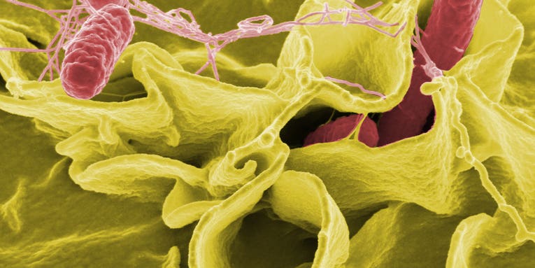 Warmer Temperatures Could Mean More Salmonella Outbreaks