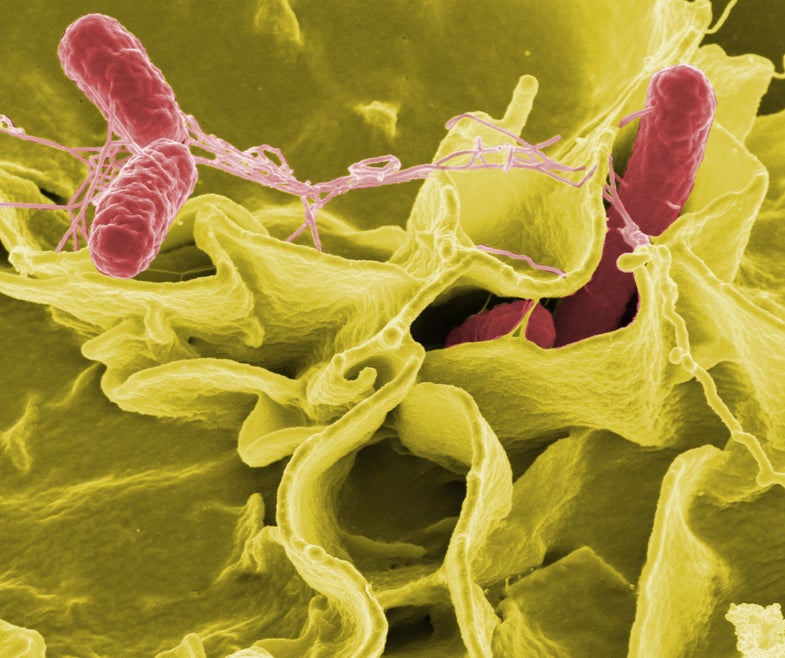 Credit: Rocky Mountain Laboratories,NIAID,NIH Color-enhanced scanning electron micrograph showing Salmonella typhimurium (red) invading cultured human cells.