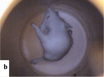 NASA Levitates a Mouse With Magnetic Fields