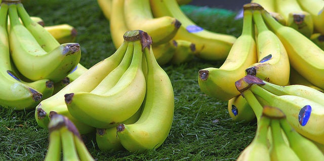 The world’s bananas are under attack