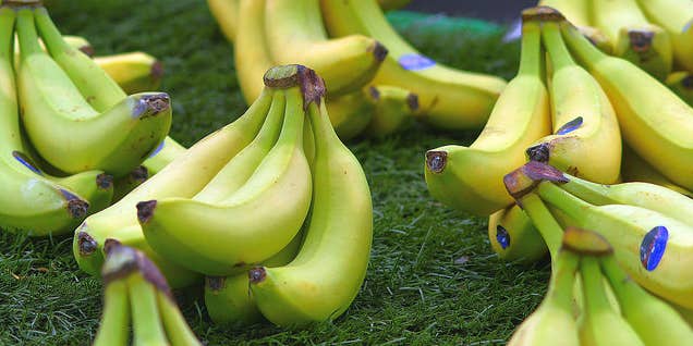 The world’s bananas are under attack