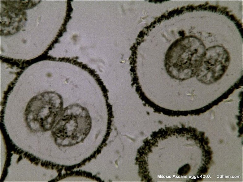 Nematode worm eggs undergoing mitosis.
