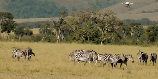 Video: Microdrone Goes On Safari, Buzzing Kenyan Wildlife To Capture Footage