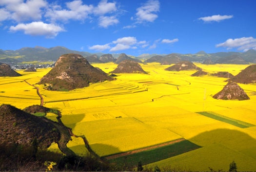 The fields of Luoping, in China's Yunnan province, are covered with rapeseed flowers this time of year, a stunning sight. It's not for looks, though: rapeseed crops are used to make canola oil.