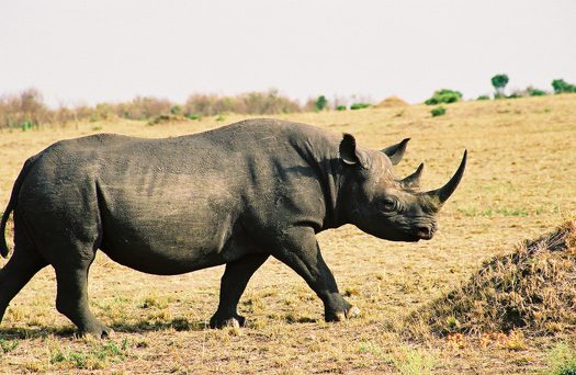 GPS Chips Installed in Endangered Rhinos’ Horns To Combat Poaching