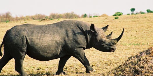Inject Rhino Horns With Poison, That’ll Stop Poachers