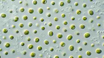 How Algae Can Fuel Planes, Feed Livestock And Fight Climate Change