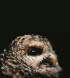 The Barred Owl is just one of the many creatures featured in <a href="http://www.amazon.com/Nocturne-Creatures-Night-Traer-Scott/dp/1616892889/?tag=camdenxpsc-20&asc_source=browser&asc_refurl=https%3A%2F%2Fwww.popsci.com%2Fscience%2Fcolorful-earthquakes-enormous-superclusters-and-other-amazing-images-week&ascsubtag=0000PS0000064909O0000000020240420110000"><em>Nocturne: Creatures of the Night</em></a>. These raptors are quite vocal, communicating through hoots, gurgle, cackles, and caws. But perhaps what makes it distinct is its hooting call, which is thought to sound like the phrase, "Who cooks for you? Who cooks for you all?" Check out a variety of other nocturnal creatures in our gallery <a href="https://www.popsci.com/gallery/science/flying-foxes-rococo-toads-and-other-creatures-darkness/">Flying Foxes, Rococo Toads, And Other Creatures Of Darkness</a>.