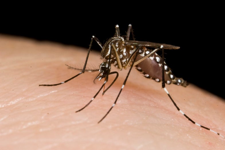 Zika Virus Reaches Florida as Mosquitoes Test Positive