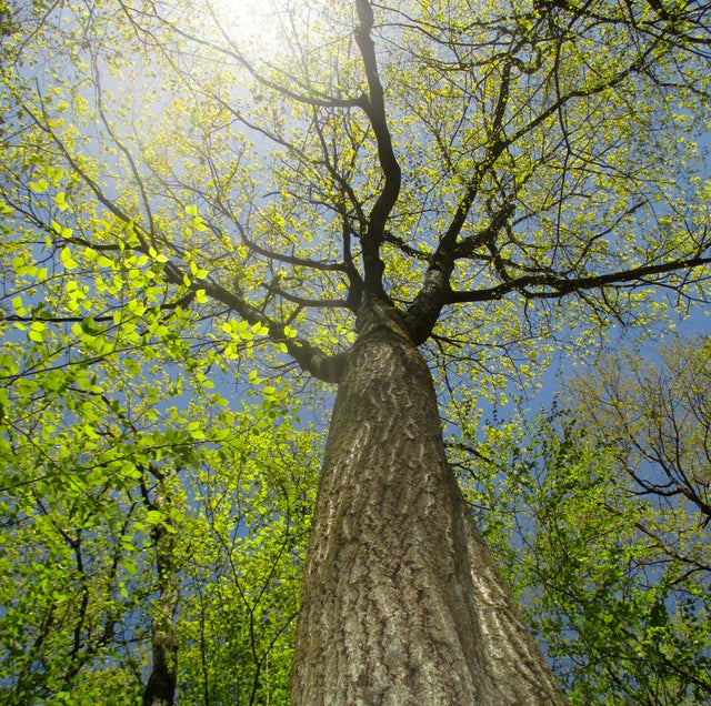 What it’s like to climb a century-old oak tree