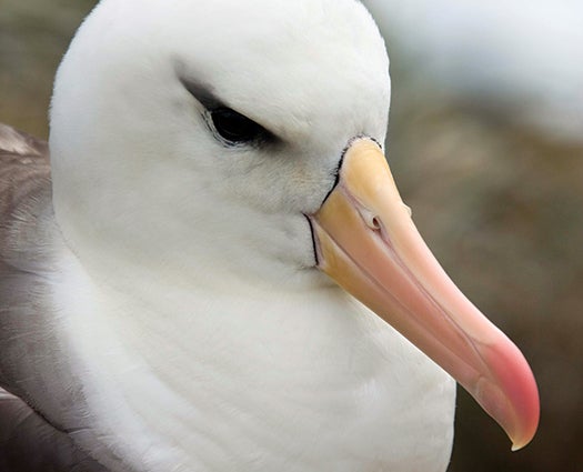 Close-up of Black-browed albatross