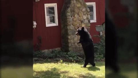 Video: Pedals The Upright Bear Is Thriving