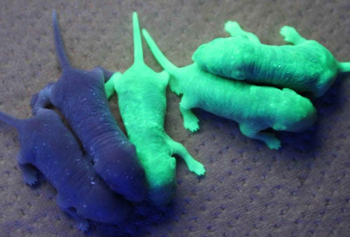 <strong>$1,156 for 50 embryos</strong> These mice have been mutated to express green fluorescent protein, so their entire bodies glow under ultraviolet light. The mice are available for organ transplantation experiments and cell transplantation experiments, according to the <a href="http://animal.nibio.go.jp/j_gfp.html">Japanese Institute of Biomedical Innovation Laboratory - Animal Research Resources Bank</a> (translated).