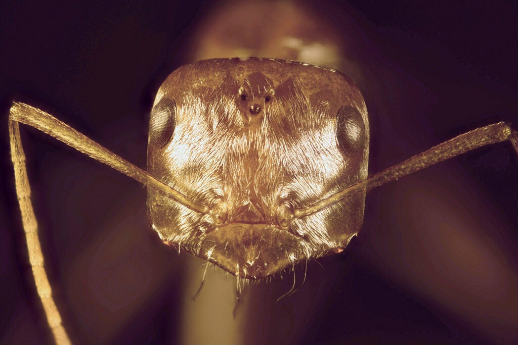 closeup of the Saharan silver ant
