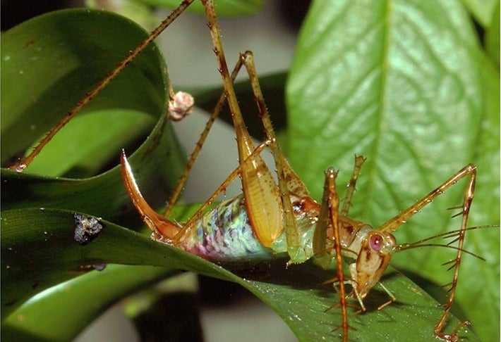 photo of a cricket-like insect standing on a leaf