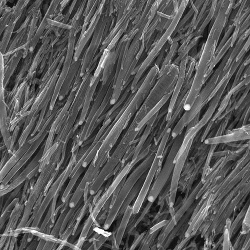 Bioelectric Nanotube Transistor Could Bring Biology and Machines Closer Together