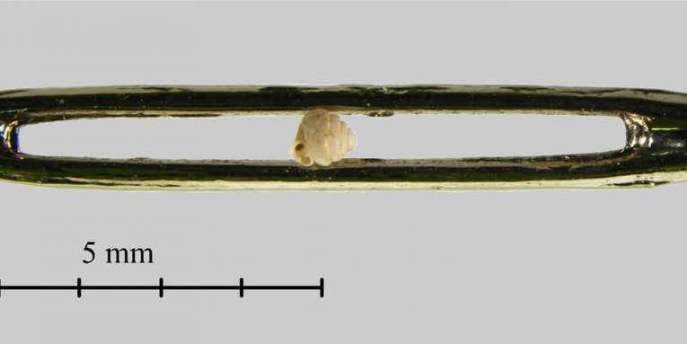 Newly Discovered Snails Are So Small They Fit In The Eye Of A Needle