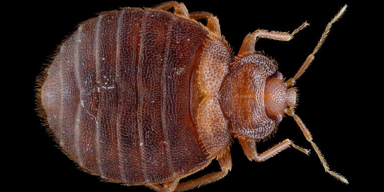 Better Know a Plague: Bed Bugs