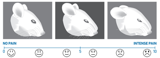Mouse Grimace Scale Measures the Agony of Lab Animals