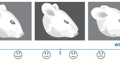 Mouse Grimace Scale Measures the Agony of Lab Animals