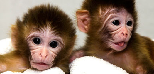DNA Transplantation Yields Monkeys with One Father, Two Mothers