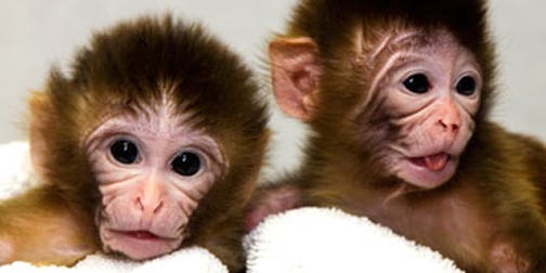 DNA Transplantation Yields Monkeys with One Father, Two Mothers