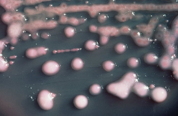 Compound Reinvigorates Classic Antibiotics In Fight Against New Superbacteria